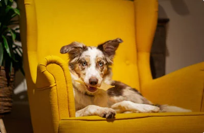 Pet Canin
