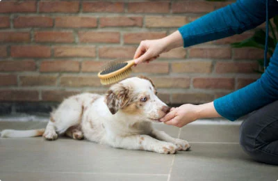 Pet Canin