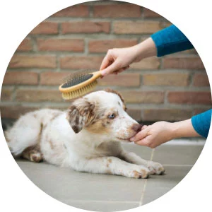 Pet Canin