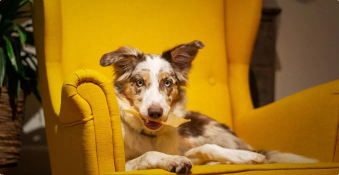 Pet Canin